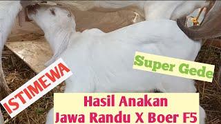 HASIL PERSILANGAN PEJANTAN BOER F5 X INDUKAN JAWARANDU  SABA55 fARM