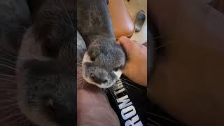 Otter MelonpanI will never stop pampering to my DaddyCute Otter