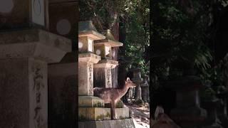 This is the best place to see the Nara deer ️IMO #naradeer #narapark #shorts