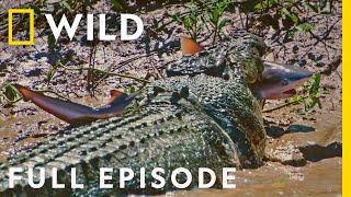 Crocs vs Sharks Worlds Deadliest Predators Full Episode  The Croc that Ate Jaws