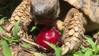 Tortoise eating a cherry. Funny noise.