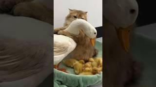 The cat hugged the duck and took care of the ducklings together.Click to watch the full version