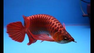 Best Top 10 Rare Arowana Fish with Long Tail  Long tail Arowana