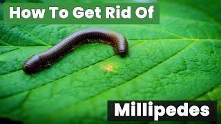 How to Get Rid of Millipedes in Your House Overnight