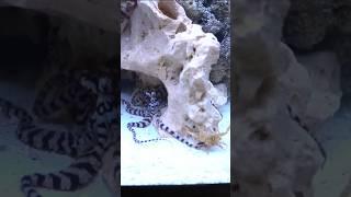 FEEDING My PET OCTOPUS Live CRABS