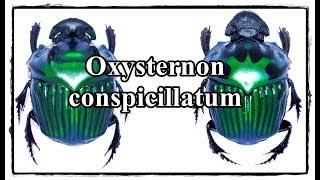 Oxysternon conspicillatum - Präparation  Mounting