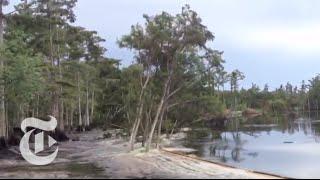 Sinkhole in Louisiana Swallows Trees - Caught on Tape 2013  The New York Times