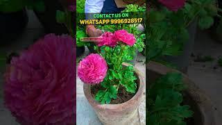 Ranunculus को बल्ब से उगाएँ या पौध से - दोनों में क्या है फर्क  Ranunculus Flower Update 