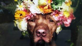 How Flower Crowns Are Breaking Stigmas Against Pit Bulls