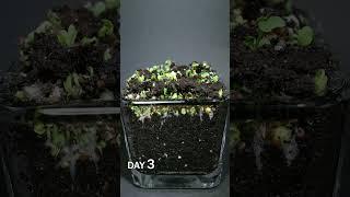 Broccoli Microgreens Growing Time Lapse