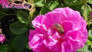 Rosa Damascena - The Rose Gardens from Isparta  Isparta Gül Bahçelerinden  حدائق الورود من اسبرطة