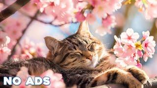 12 Hours Anti Anxiety Music For Cats  Stress Relief Music For Cats  Calming Music For Cats