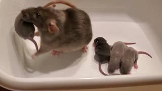 We Trained Our Rat to Bring Us Her Babies