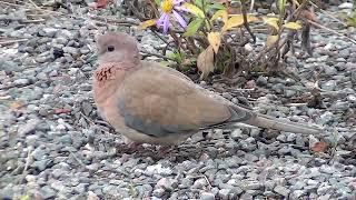 Laughing Dove Streptopelia senegalensis palmukyyhky 1.11.2022 in Pasila Helsinki S Finland