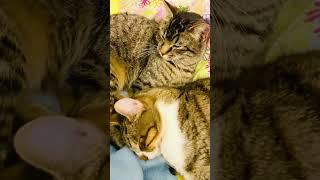 Cat Love️#katzenliebe #catlovers #catslove #sweetcats #catsagram #catcouple #heartwarming #love