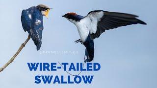 Wire tailed Swallow Nest Habitats  Name of Wire tailed Swallow in Marathi Gujarati and Bengali