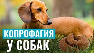 КОПРОФАГИЯ или почему СОБАКИ ЕДЯТ ЭКСКРЕМЕНТЫ Как отучить питомца?