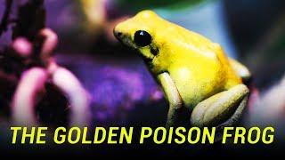 The Most Poisonous Frog in the World