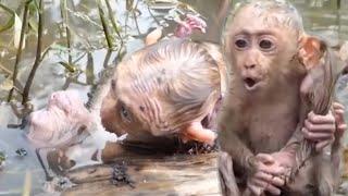 Drowning baby monkey and Mother monkey helps baby monkey drown  #baby #monkey #cute 04