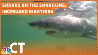 Sharks on the Shoreline Why the Increase in Sightings?  NBC Connecticut