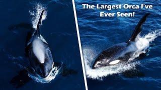 We found a 45 Year Old Orca & a New Killer Whale Pod Discovery  Ultimate Whale Expedition EP 5