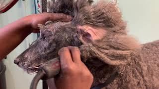 How to groom a full coated standard Poodle.