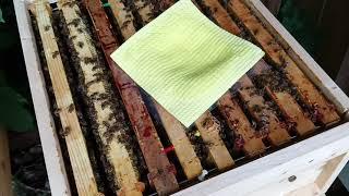 Spätsommerliche #Varroabehandlung  #Varroabekämpfung mit #Ameisensäure und #Schwammtuch