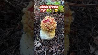 Mushroom ASMR Fly Agaric Amanita muscaria and King Bolete Boletus edulis indicator species