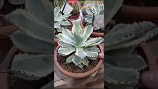 Agave Desert Diamond Variegated Butterfly Agave