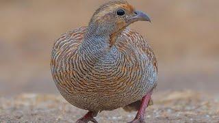 Beautiful Greg francolin enjoying in the grass#birds #partridge #wildlife