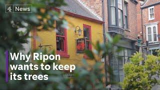 Backlash over plans to chop down 11 trees in Ripon