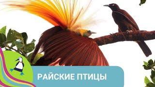 ‍‍‍ЯРКОЕ ОПЕРЕНИЕ ПОВАДКИ И БРАЧНЫЕ ИГРЫ ПТИЦ ПАПУА - НОВОЙ ГВИНЕИ  Райские птицы  Фильм в HD