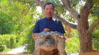 Giant 20-Pound Alligator Snapping Turtle Cooked with Red Oil and Treated My Son  Rural Gourmet