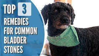 Bladder Stones in Dogs and Cats Top 3 Effective Remedies