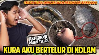 KURA-KURA AKU BERTELUR DI KOLAM IKAN PREDATOR DIINCER IKAN PREDATOR RAKSASA AKHIRNYA PANEN TELUR