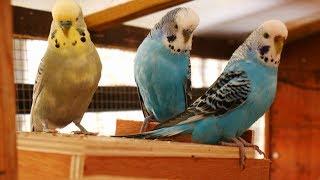 Over 2 Hours of Budgies Playing Singing and Talking in their Aviary