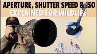 Aperture Shutter Speed & ISO Explained for Wildlife Photography - What Settings to Use for Wildlife