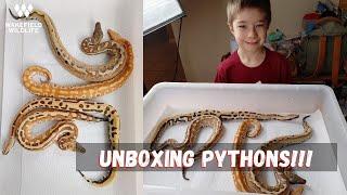 Blood Python UNBOXING