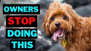 15 Things Cavapoo Dog Hate That Owners Do