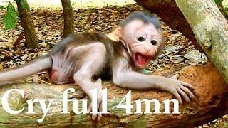 Deep Hurt.. Pitiful baby monkey is torturing by big monkey  Baby cries seizures