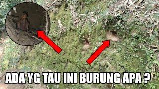 KESERUAN MENCARI SARANG BURUNG DI HUTAN  ngebolang sarang burung