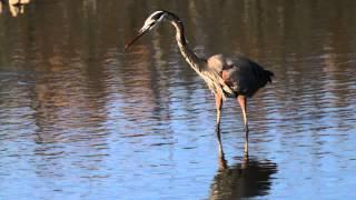 Great Blue Heron Fishing