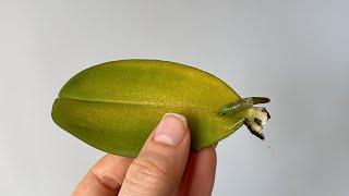 Размножение орхидеи Листом Как вырастить фаленопсис из листовой пластины и чтобы лист пустил корни