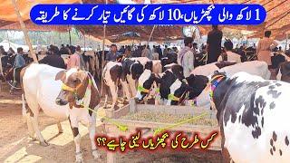 Malumor Mandi Jhang  Heifers Rates Update  Cow Babies In Malomore Mandi  Bachrian Price