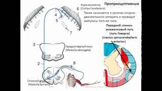 Проводящие пути головного и спинного мозга