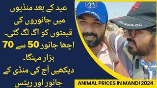 1 lac tmam crossbred animals ka rate barh gya II Mandi crossbred animal updates after EID