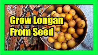 How To Grow Longan Tree from Seed Longan Seed Germination