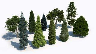 What Are Coniferous Trees ?
