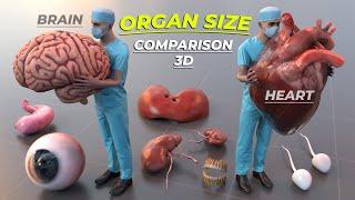 Human organs in Human scale  Organs size  Human body parts
