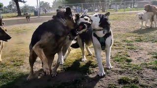 German Shepherd Double Team Out Of Control Humping & Angry Owner At Dog Park